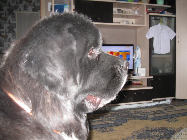 Фото: ньюфаундленд Сент Джонс Гламур Леди (Sent Djons Glamour Lady)