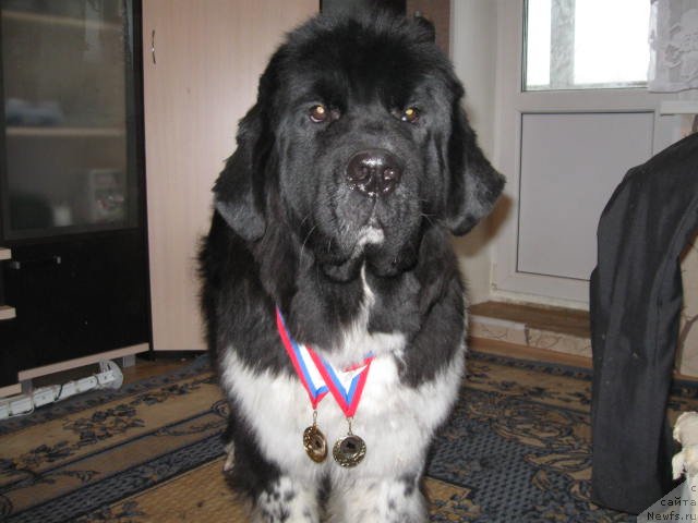 Фото: ньюфаундленд Сент Джонс Гламур Леди (Sent Djons Glamour Lady)