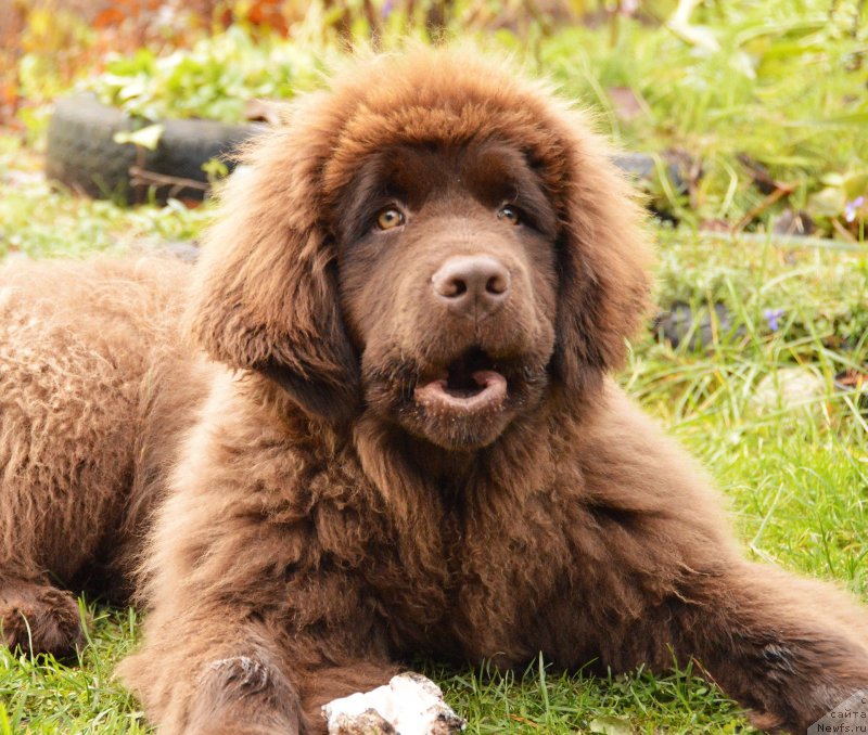 Фотография № 137594