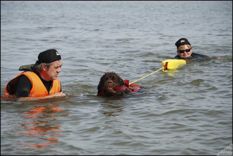 Фото: ньюфаундленд Хозяйка Дома с Берега Дона (Hozjajka Doma s Berega Dona), Сергей Костин
