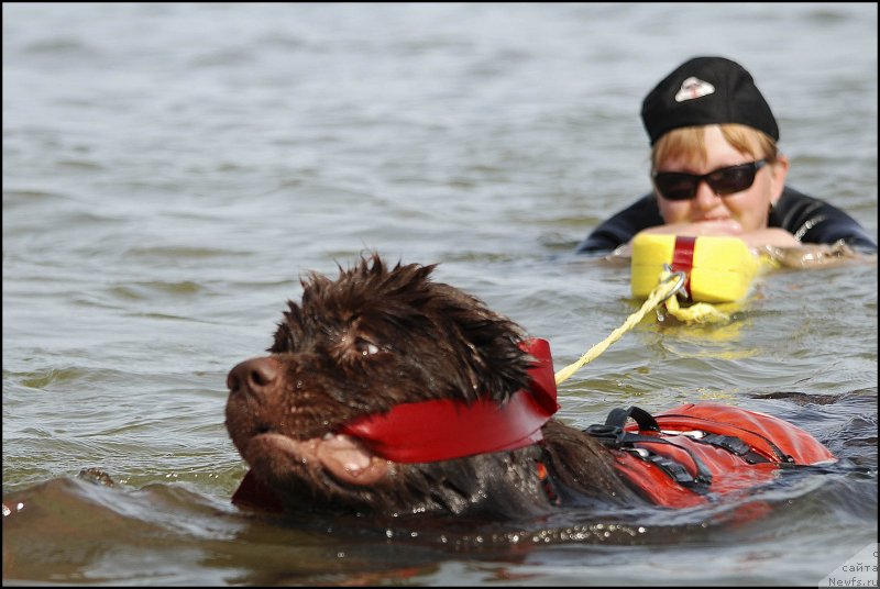 Фото: ньюфаундленд Хозяйка Дома с Берега Дона (Hozjajka Doma s Berega Dona)