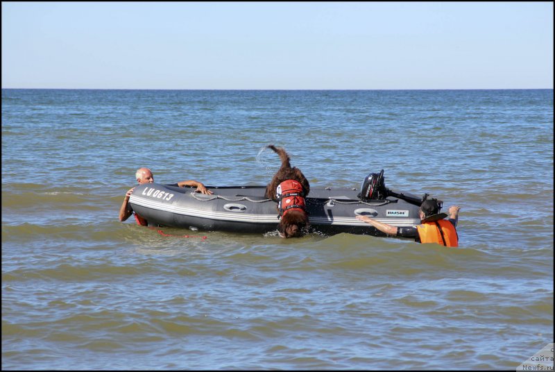 Фото: ньюфаундленд Хозяйка Дома с Берега Дона (Hozjajka Doma s Berega Dona), Сергей Костин