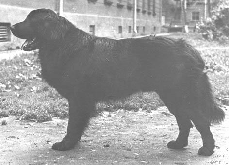 Фото: ньюфаундленд Нильс