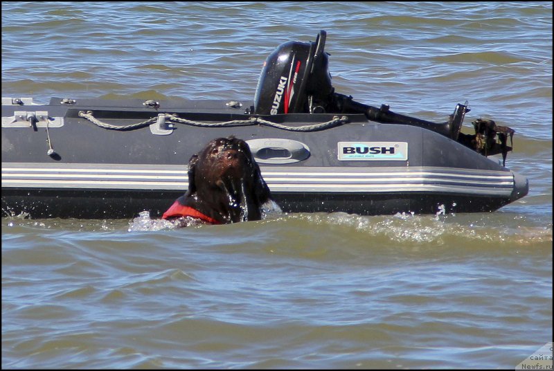 Фото: ньюфаундленд Хозяйка Дома с Берега Дона (Hozjajka Doma s Berega Dona)