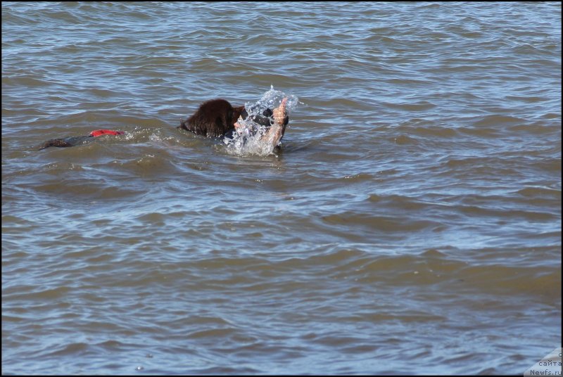 Фото: ньюфаундленд Хозяйка Дома с Берега Дона (Hozjajka Doma s Berega Dona), Ингуна Тихомирова