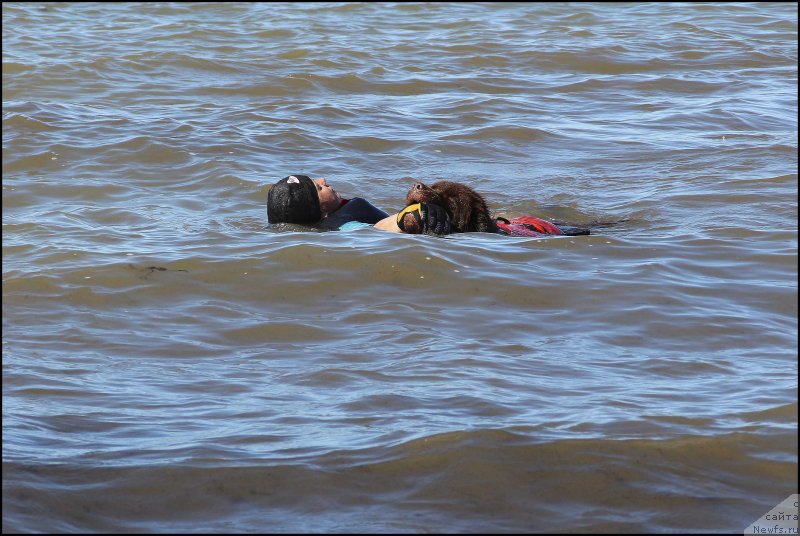 Фото: ньюфаундленд Хозяйка Дома с Берега Дона (Hozjajka Doma s Berega Dona), Ингуна Тихомирова