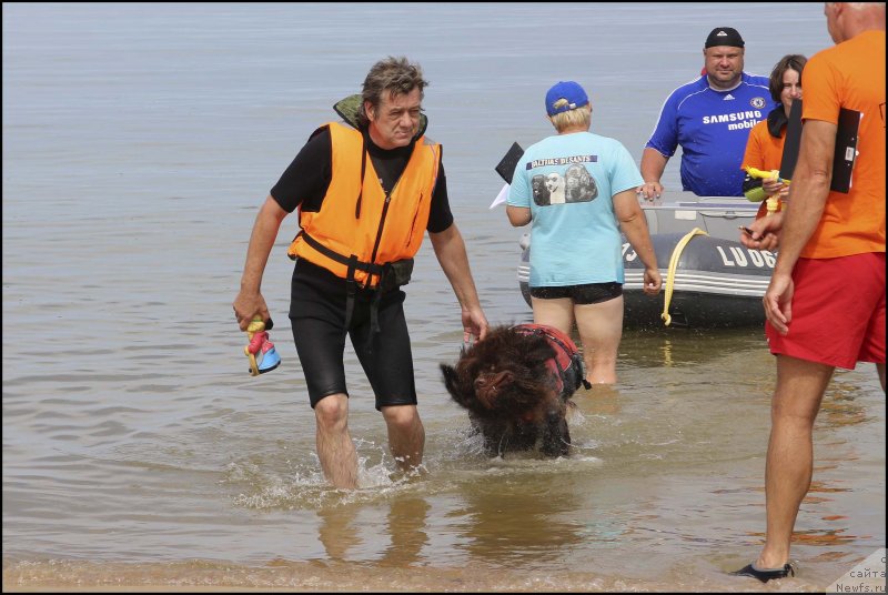 Фото: ньюфаундленд Хозяйка Дома с Берега Дона (Hozjajka Doma s Berega Dona), Сергей Костин