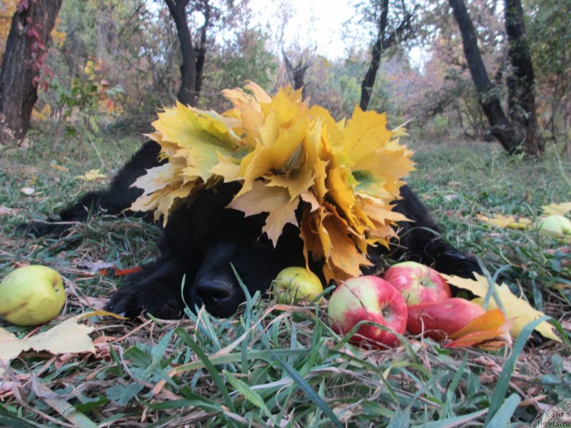 Фото: ньюфаундленд Сент Джонс Улла для Кара Аюлар (Sent Djons Ulla for Kara Ayular)
