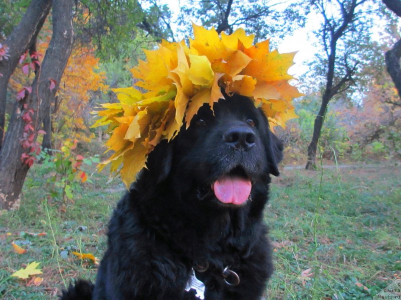 Фото: ньюфаундленд Женевьев Гарни Ледэн