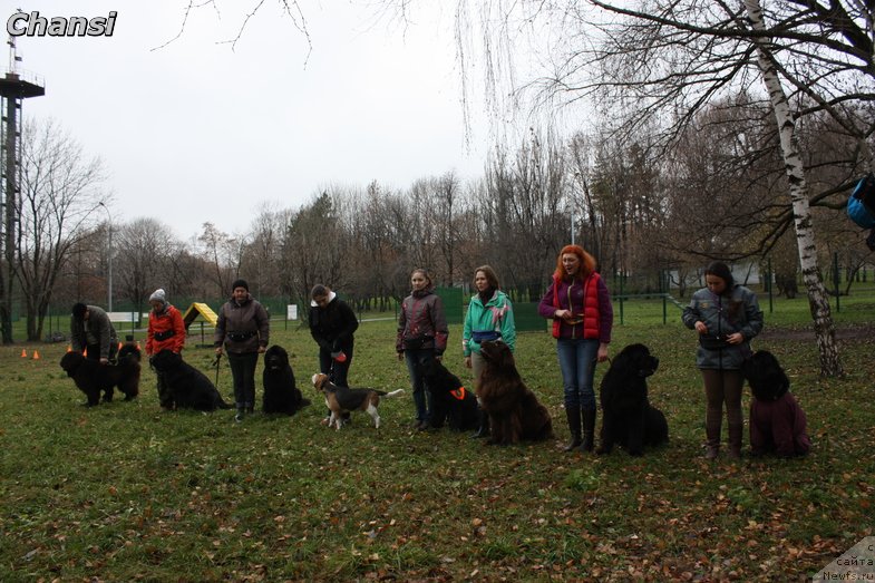 Фото: ньюфаундленд Черный Чанк с Берега Дона (Chernyj Chank s Berega Dona)