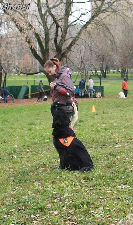 Фото: ньюфаундленд Черный Чанк с Берега Дона (Chernyj Chank s Berega Dona)