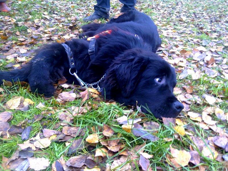 Фото: ньюфаундленд Черный Чанк с Берега Дона (Chernyj Chank s Berega Dona)