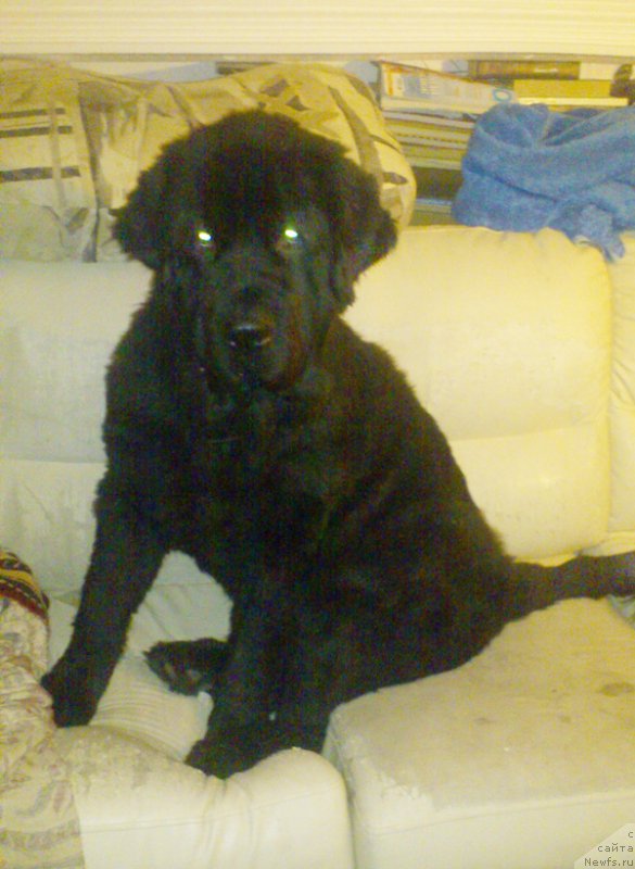 Фотография № 137618