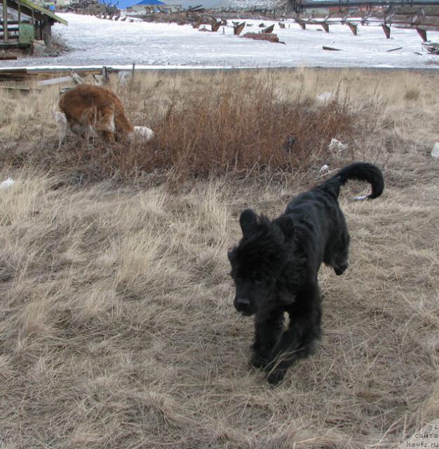 Фото: ньюфаундленд Жасмин Северный Каприз из Медвежьего Яра (Zhasmine Severny Caprice iz Medvejyego Yara)
