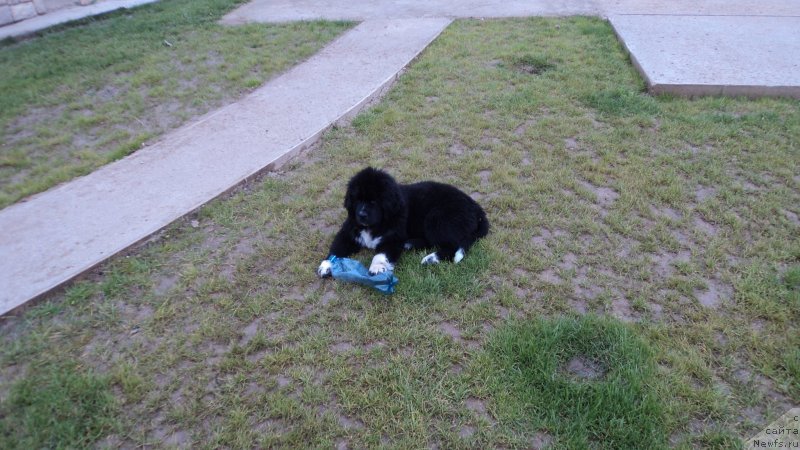 Фото: ньюфаундленд Аквиан Сонг Леди Ин Блэк