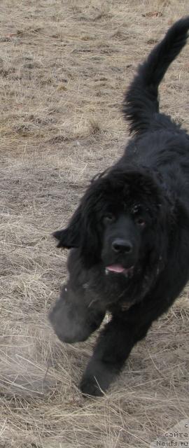 Фотография № 13763