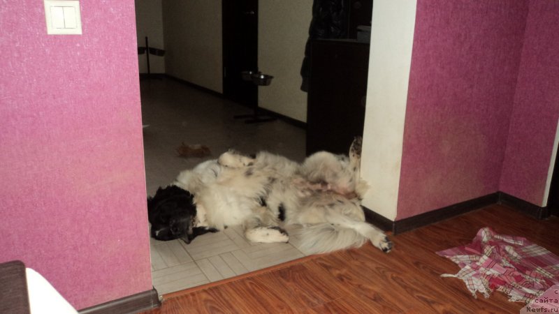 Фото: ньюфаундленд Сент Джонс Вива Виктория (Sent Djons Viva Viktoria)