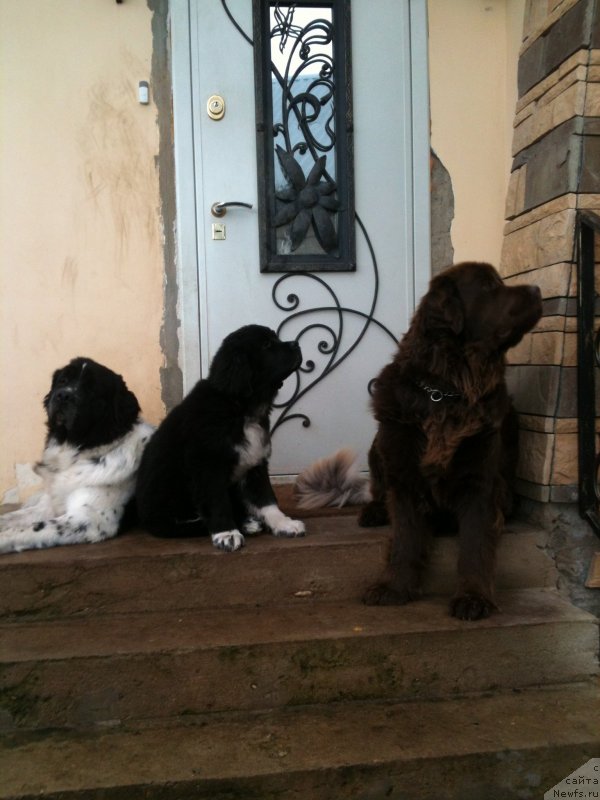 Фото: ньюфаундленд Сент Джонс Вива Виктория (Sent Djons Viva Viktoria), ньюфаундленд Аквиан Сонг Леди Ин Блэк, ньюфаундленд Ван Лен Тайм Женевьева