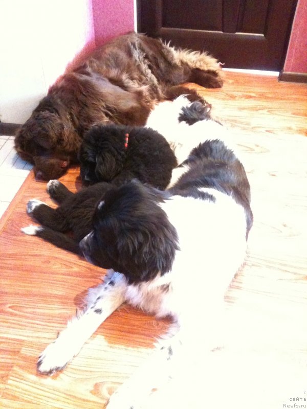 Фото: ньюфаундленд Сент Джонс Вива Виктория (Sent Djons Viva Viktoria), ньюфаундленд Ван Лен Тайм Женевьева, ньюфаундленд Аквиан Сонг Леди Ин Блэк