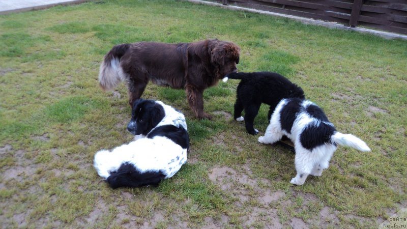 Фото: ньюфаундленд Сент Джонс Вива Виктория (Sent Djons Viva Viktoria), ньюфаундленд Ван Лен Тайм Женевьева, ньюфаундленд Аквиан Сонг Леди Ин Блэк, ньюфаундленд Аквиан Сонг Марио