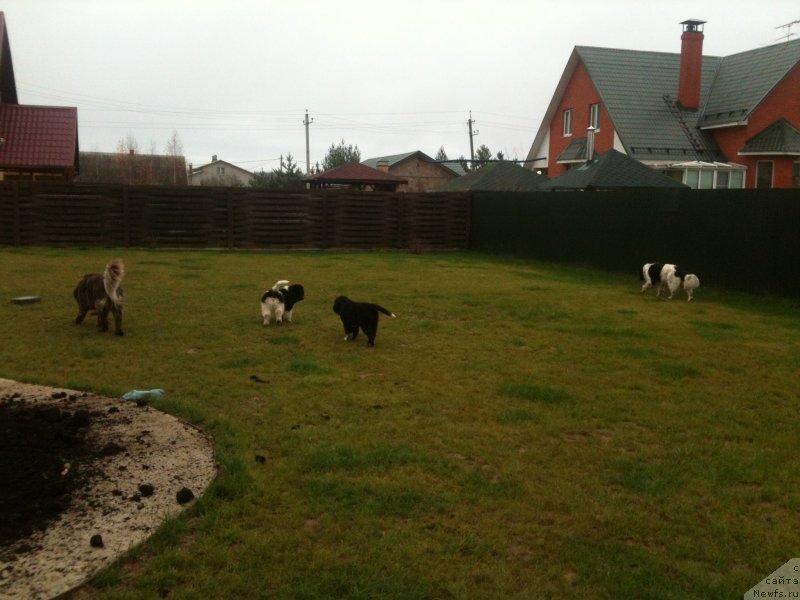 Фото: ньюфаундленд Сент Джонс Вива Виктория (Sent Djons Viva Viktoria), ньюфаундленд Ван Лен Тайм Женевьева, ньюфаундленд Аквиан Сонг Марио, ньюфаундленд Аквиан Сонг Леди Ин Блэк