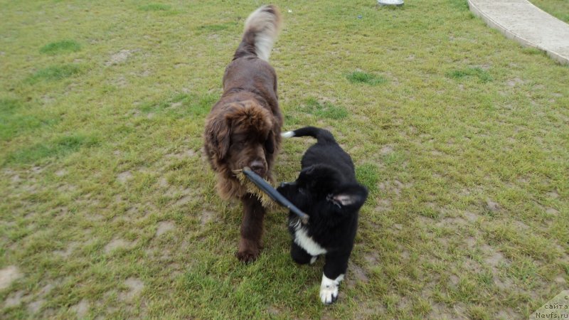 Фото: ньюфаундленд Ван Лен Тайм Женевьева, ньюфаундленд Аквиан Сонг Леди Ин Блэк