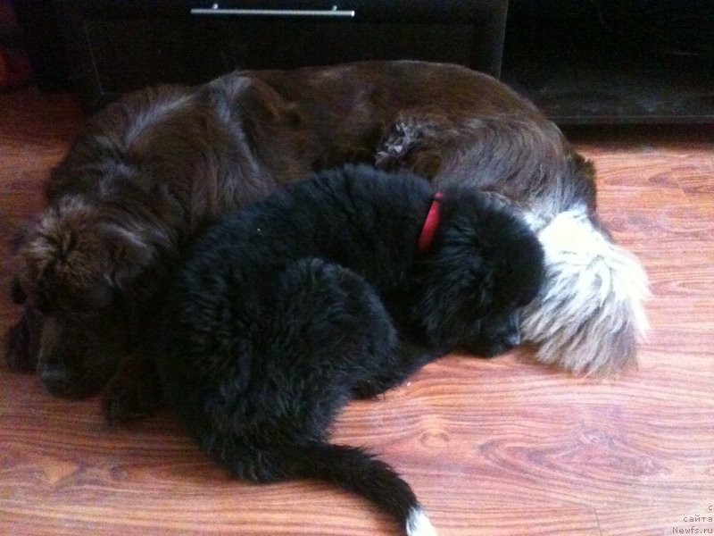 Фото: ньюфаундленд Ван Лен Тайм Женевьева, ньюфаундленд Аквиан Сонг Леди Ин Блэк