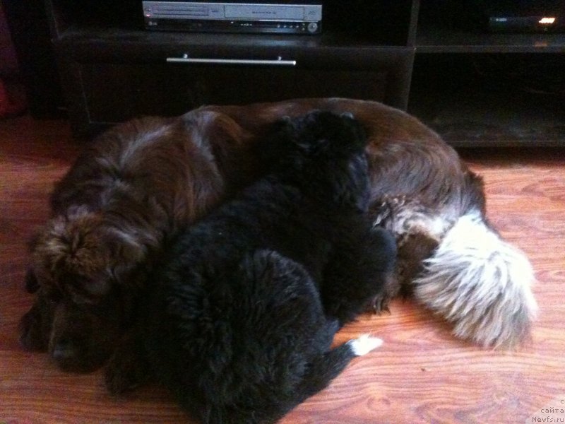 Фото: ньюфаундленд Ван Лен Тайм Женевьева, ньюфаундленд Аквиан Сонг Леди Ин Блэк