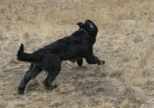 Фото: ньюфаундленд Жасмин Северный Каприз из Медвежьего Яра (Zhasmine Severny Caprice iz Medvejyego Yara)