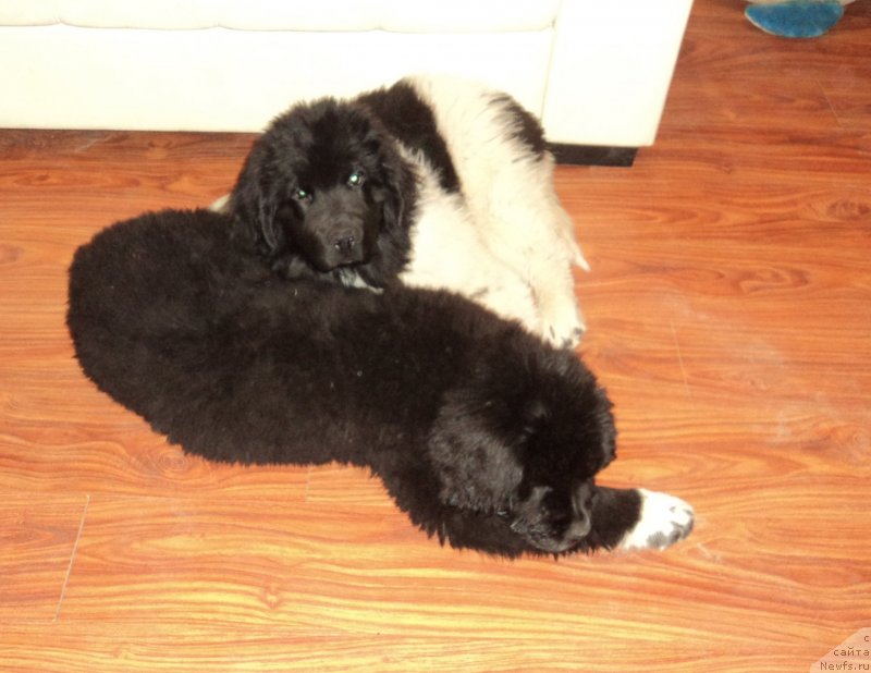 Фото: ньюфаундленд Аквиан Сонг Леди Ин Блэк, ньюфаундленд Аквиан Сонг Марио