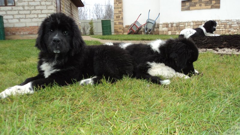 Фото: ньюфаундленд Аквиан Сонг Леди Ин Блэк, ньюфаундленд Аквиан Сонг Марио