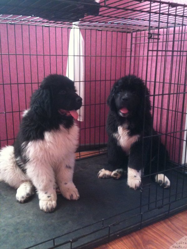 Фото: ньюфаундленд Аквиан Сонг Леди Ин Блэк, ньюфаундленд Аквиан Сонг Марио