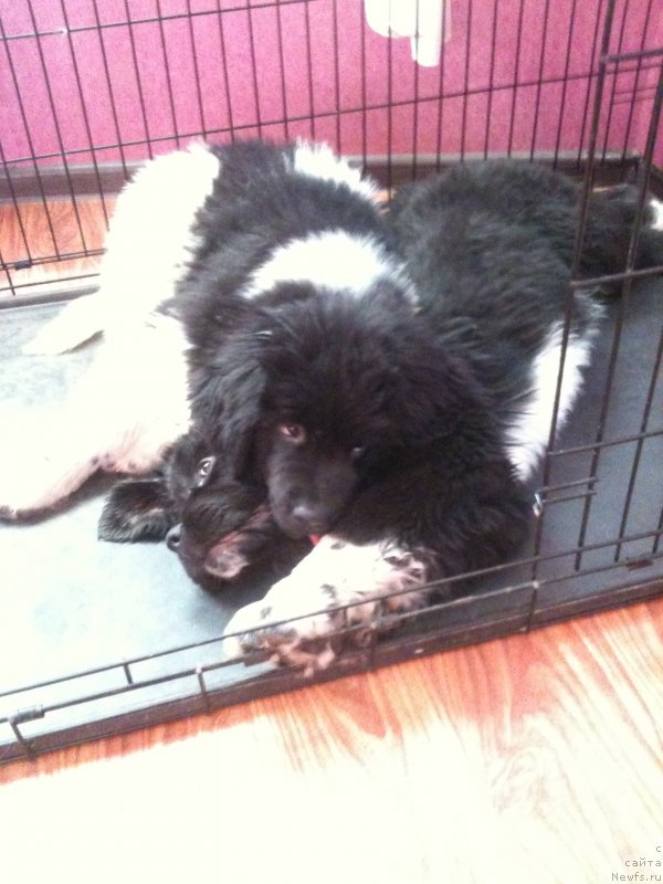 Фото: ньюфаундленд Аквиан Сонг Леди Ин Блэк, ньюфаундленд Аквиан Сонг Марио