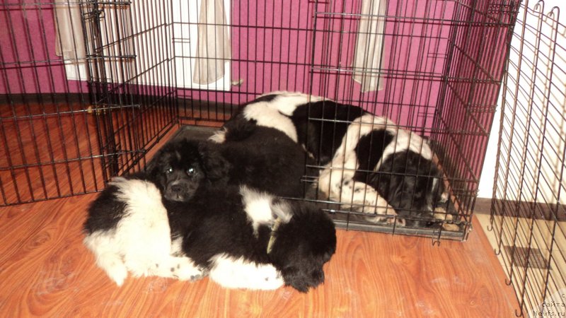 Фото: ньюфаундленд Сент Джонс Вива Виктория (Sent Djons Viva Viktoria), ньюфаундленд Аквиан Сонг Леди Ин Блэк, ньюфаундленд Аквиан Сонг Марио