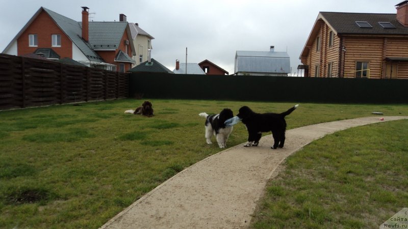 Фото: ньюфаундленд Ван Лен Тайм Женевьева, ньюфаундленд Аквиан Сонг Леди Ин Блэк, ньюфаундленд Аквиан Сонг Марио