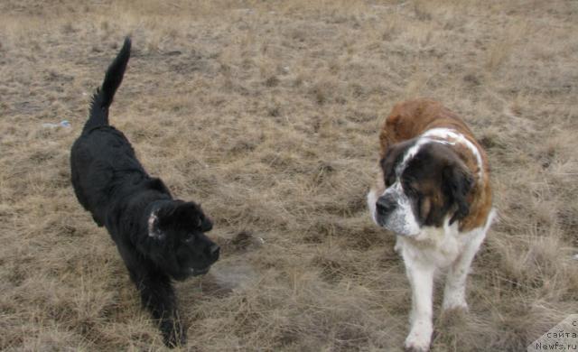 Фото: ньюфаундленд Жасмин Северный Каприз из Медвежьего Яра (Zhasmine Severny Caprice iz Medvejyego Yara)