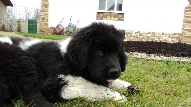 Фото: ньюфаундленд Аквиан Сонг Марио