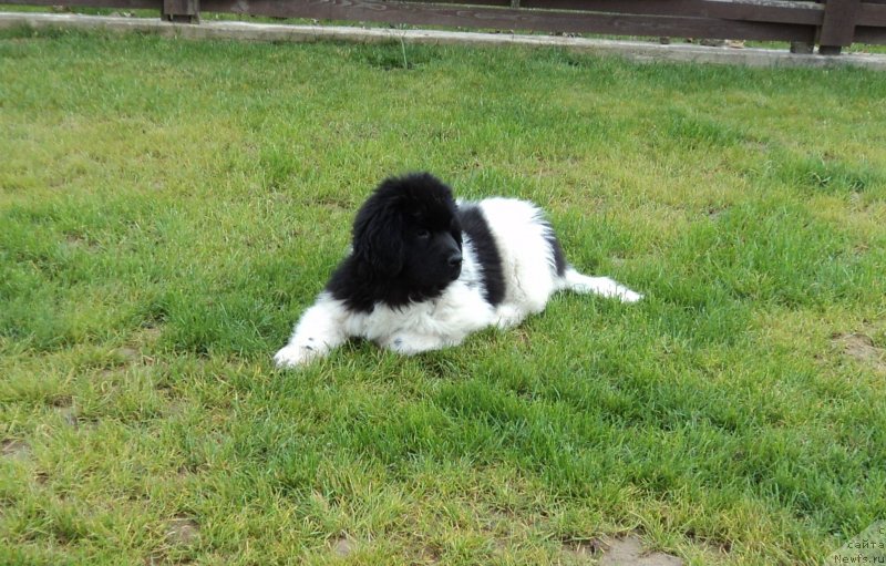 Фото: ньюфаундленд Аквиан Сонг Марио