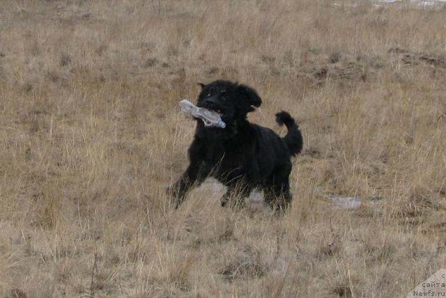 Фото: ньюфаундленд Жасмин Северный Каприз из Медвежьего Яра (Zhasmine Severny Caprice iz Medvejyego Yara)