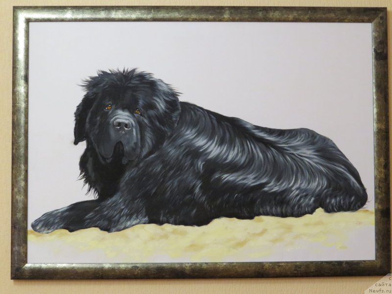 Фото: ньюфаундленд Золотой Талисман Кара Дениз (Zolotoy Talisman Kara Deniz)