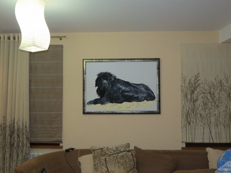 Фото: ньюфаундленд Золотой Талисман Кара Дениз (Zolotoy Talisman Kara Deniz)