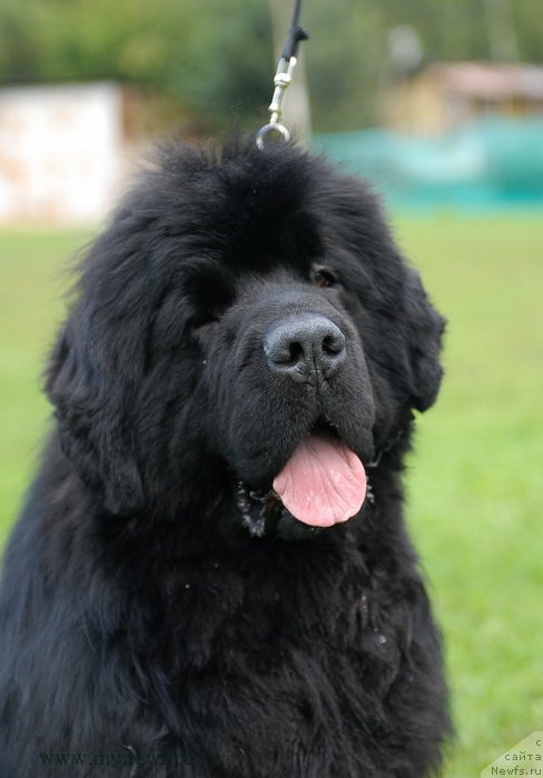 Фотография № 137686