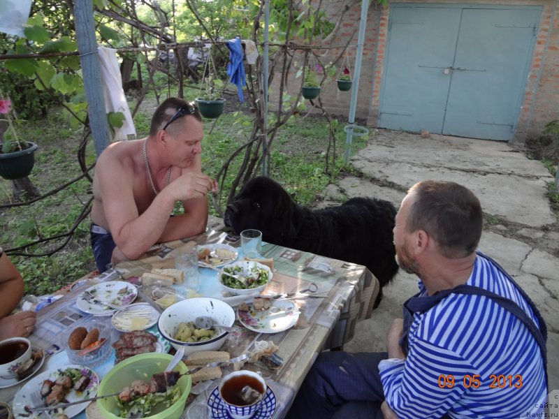 Фото: ньюфаундленд Смигар Дар Божий
