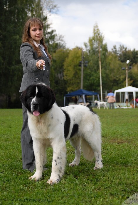 Фото: ньюфаундленд Сент Джонс Ванилла Айс (Sent Djons Vanilla Ice)