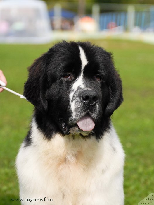 Фотография № 137693