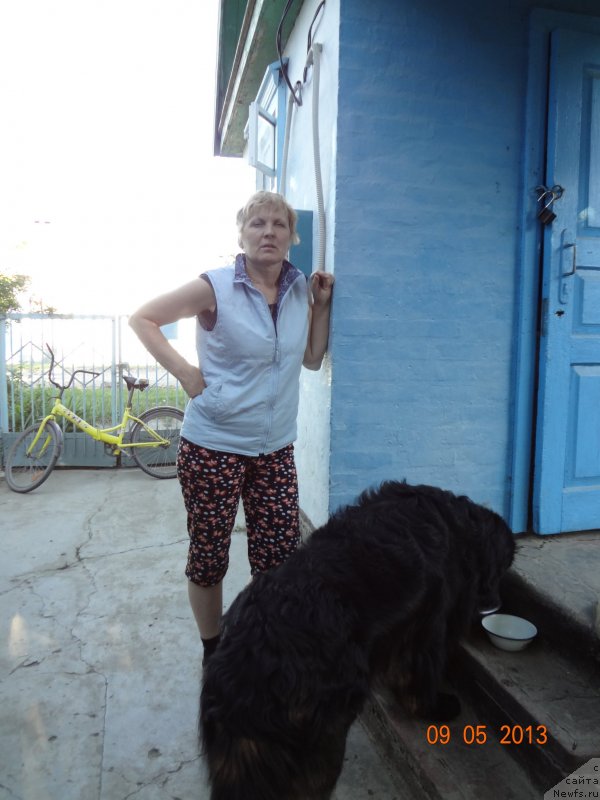 Фото: ньюфаундленд Смигар Дар Божий, Надежда Будилова