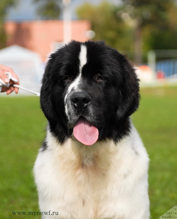 Фотография № 137695