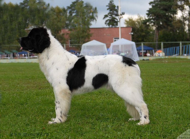 Фотография № 137696