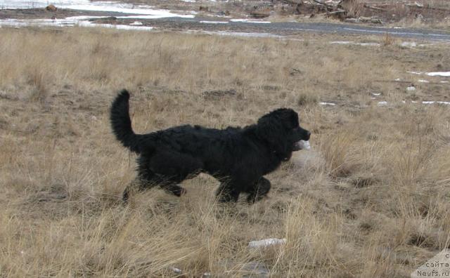 Фото: ньюфаундленд Жасмин Северный Каприз из Медвежьего Яра (Zhasmine Severny Caprice iz Medvejyego Yara)