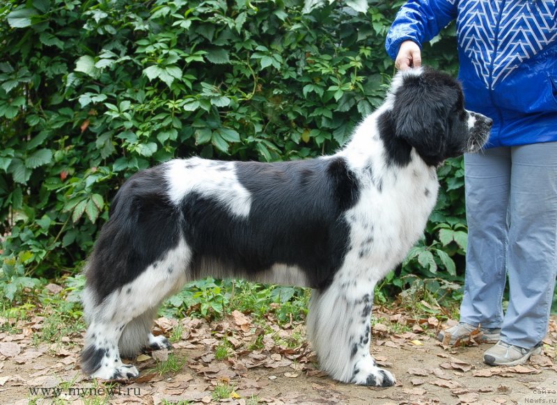 Фотография № 137702